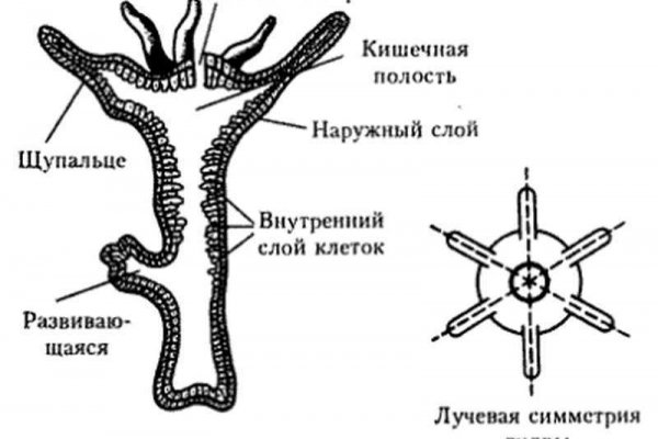Кракен ссылка gigageek ru